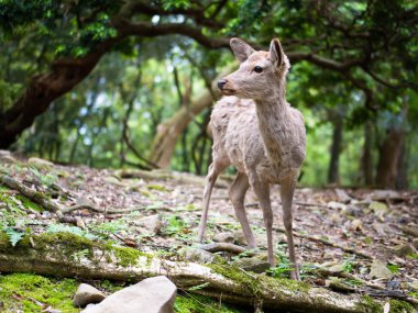 Sweet Little Deer Kid Fawn yeşil arka plan ile ormanda Sunshine ile Side arıyorsunuz
