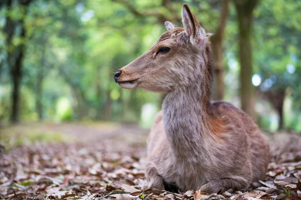 Sweet Little Deer Kid Fawn mirando hacia un lado con sol en el bosque con fondo verde —  Fotos de Stock