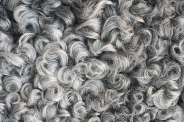 Yumuşak ve kabarık koyun derisi - yün. Yakın çekim arka plan