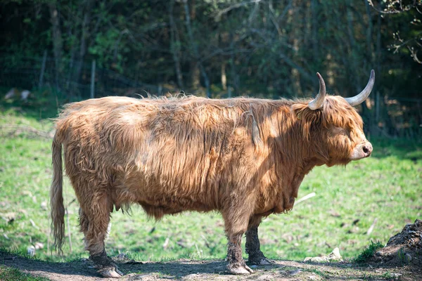 Jeden mladý hnědý náhorní skot s rozmazané pozadí — Stock fotografie