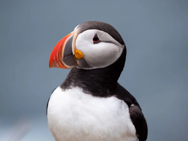 Papegaaiduiker op de rotsen bij latrabjarg IJsland op een zonnige dag. — Stockfoto