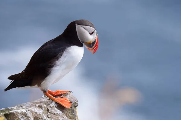 Papegaaiduiker op de rotsen bij latrabjarg IJsland op een zonnige dag. — Stockfoto