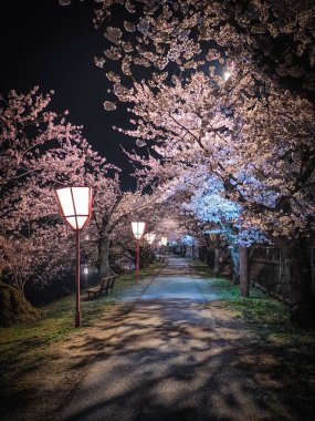 Boş sokakta gece kiraz çiçeği açar