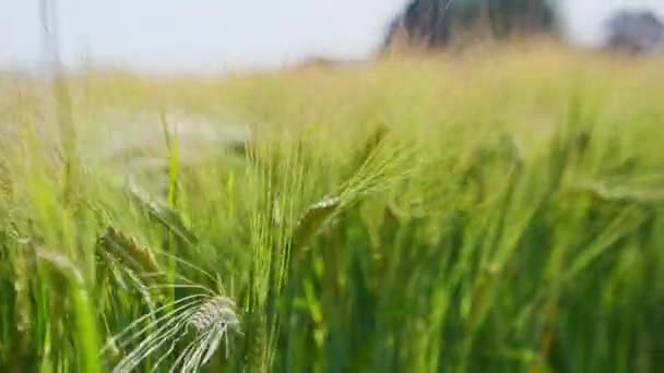 Um enorme campo amarelo de trigo em natureza idílica em raios dourados de pôr do sol — Vídeo de Stock