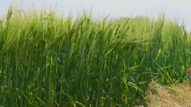 夕日の黄金の光線で牧歌的な自然の中で小麦の巨大な黄色のフィールド — ストック動画