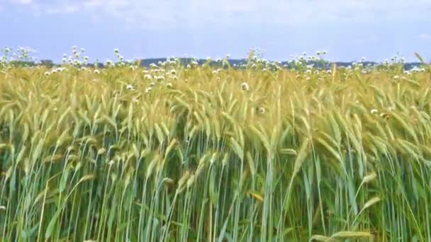 Un immenso campo giallo di grano nella natura idilliaca nei raggi dorati del tramonto — Video Stock