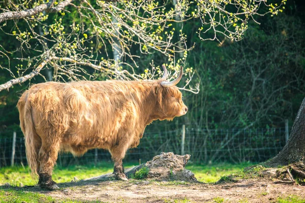 Bulanık Arka Planı Olan Tek Bir Kahverengi Dağ Sığırı Resmi — Stok fotoğraf