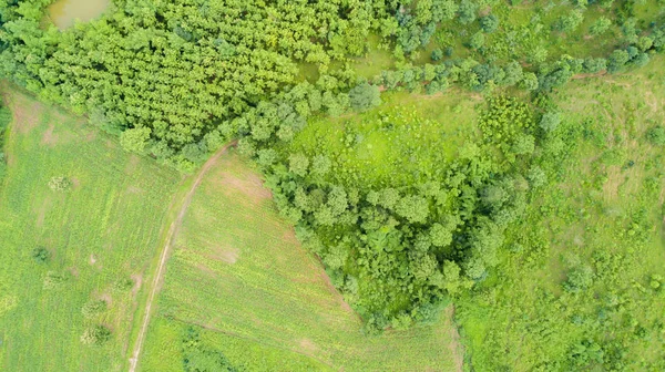Vue Aérienne Prise Avec Drone Champs Verts Asiatiques — Photo