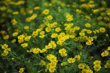 çok renkli çiçekler