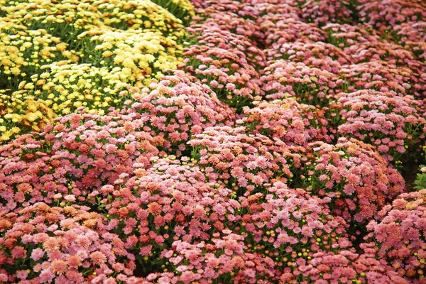 Много красочных цветов — стоковое фото
