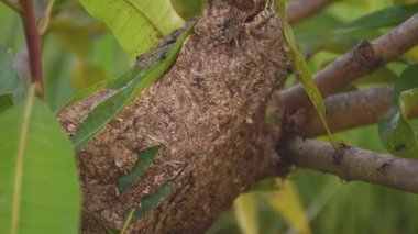 Siyah karıncalar ağaç dalındaki bir yuvada kaotik bir şekilde çırpınıyorlar..
