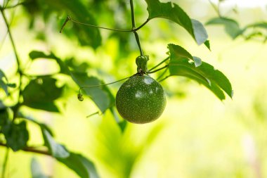 Asmadaki Yeşil Tutku Meyvesi, Tutkunun Yakın Çekimi Meyvesi doğrudan ağacın üzerinde..