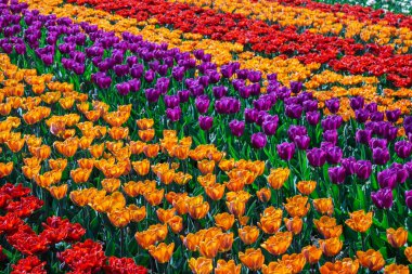 Güzel lale alanları bahar altında bir gündoğumu gökyüzü, Amsterdam, Hollanda Hollanda