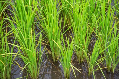 Yeşil Pa Pong Pieng, Mae Chaem, Chiang Mai Province, Tayland pirinç alan teraslı