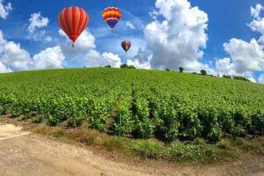 Montagne de Reims, Fransa, şampanya üzüm bağları üzerinde uçan renkli sıcak hava balonları