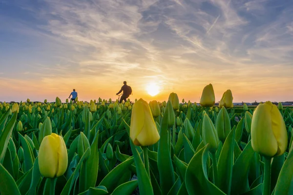 Amsterdam, Hollanda lale alanları boyunca binicilik bisiklet turist