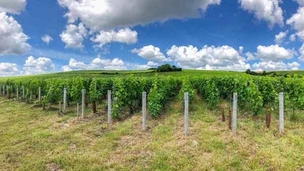 Uva Remo Viñedos Champán Montagne Reims Francia —  Fotos de Stock