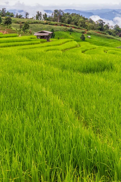 Zelené Terasovité Rýžové Pole Pong Pieng Mae Chaem Provincii Chiang — Stock fotografie