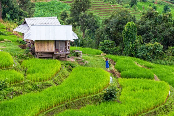 Zelené Terasovité Rýžové Pole Pong Pieng Mae Chaem Provincii Chiang — Stock fotografie