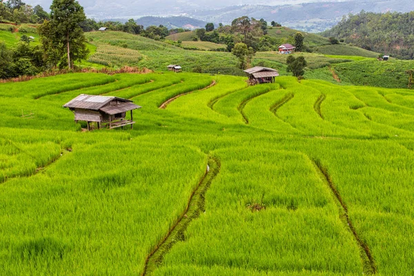 Zelené Terasovité Rýžové Pole Pong Pieng Mae Chaem Provincii Chiang — Stock fotografie