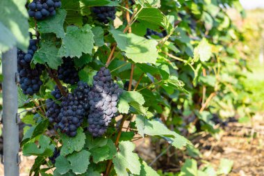 Satır asma üzüm montagne de reims kırsal köy arka plan, Fransa, şampanya üzüm bağları