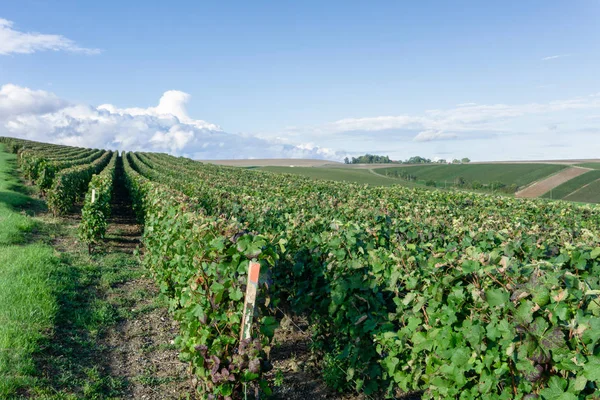 Winogron Winorośli Wiersza Winnice Szampanii Montagne Reims Francja — Zdjęcie stockowe