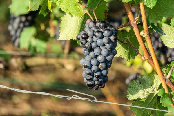 Uva Vinificación Viñedos Champán Montagne Reims Francia —  Fotos de Stock