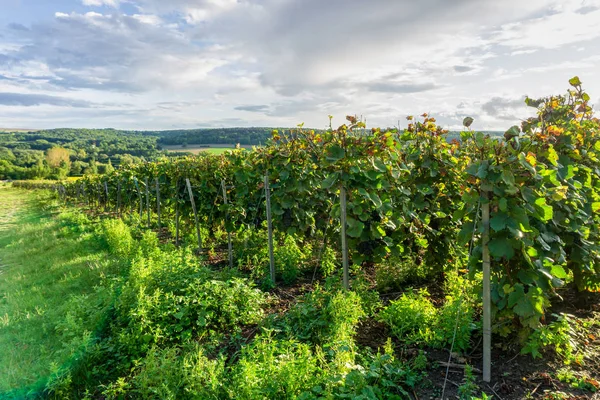 Uva Videira Vinhas Champanhe Montagne França — Fotografia de Stock