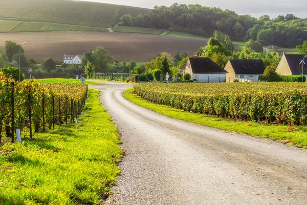 Reihe Weintrauben Champagner Weinbergen Montagne Reims Landschaft Dorf Hintergrund Frankreich — Stockfoto