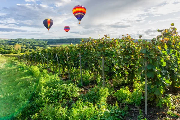 Renkli sıcak hava balonları şampanya bağları üzerinde uçuyor gün batımında Montagne de Reims, Fransa