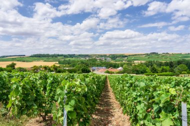 Satır asma üzüm montagne de reims kırsal köy arka plan, Fransa, şampanya üzüm bağları