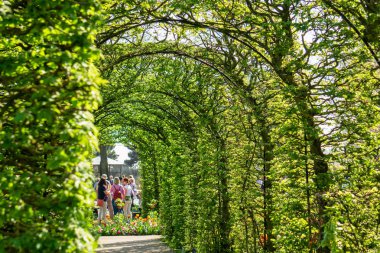 Keukenhof çiçek bahçesinde çiçeklenme laleler çiçektarları, Hollanda