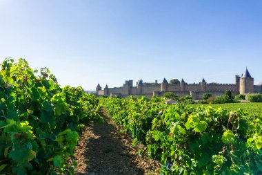 Carcassonne arka planında şampanya bağlarında üzüm bağları, Fransa