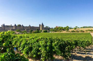 Carcassonne arka planında şampanya bağlarında üzüm bağları, Fransa