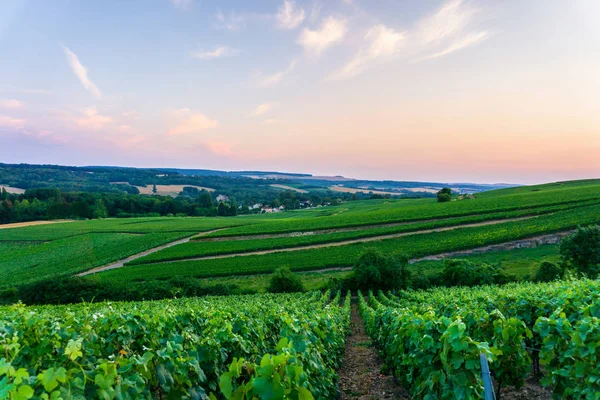 Row Vine Grape Champagne Vineyards Sunset Background Reims France — Stock Photo, Image