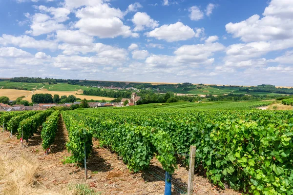 Reihe Weintrauben Champagner Weinbergen Montagne Reims Landschaft Dorf Hintergrund Frankreich — Stockfoto
