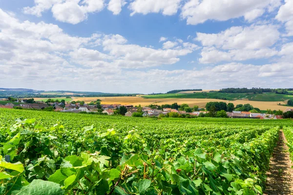 Fila Vid Uva Los Viñedos Champán Montagne Reims Paisaje Pueblo — Foto de Stock