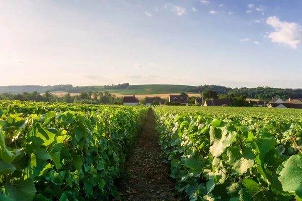 Fila Vid Uva Los Viñedos Champán Montagne Reims Paisaje Pueblo —  Fotos de Stock