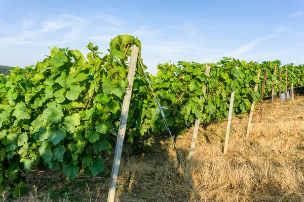 Winogron Winorośli Wiersza Winnice Szampanii Montagne Reims Francja — Zdjęcie stockowe