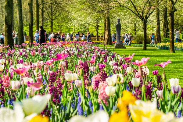 Blooming Tulipas Canteiros Flores Keukenhof Jardim Flores Países Baixos — Fotografia de Stock