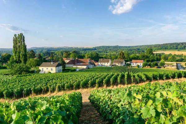 Rij Druif Van Wijnstok Wijngaarden Van Champagne Bij Montagne Reims — Stockfoto