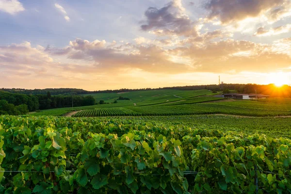 Vitigno Fila Vigneti Champagne Montagne Reims Campagna Villaggio Sfondo Francia — Foto Stock