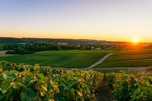 Vitigno Fila Vigneti Champagne Montagne Reims Campagna Villaggio Sfondo Francia — Foto Stock