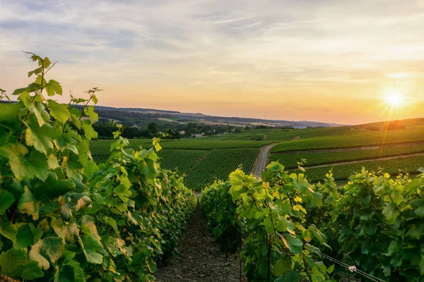 Rij Druif Van Wijnstok Wijngaarden Van Champagne Bij Montagne Reims — Stockfoto