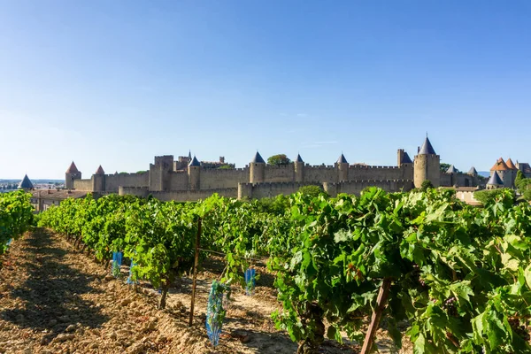 Uva Vid Fila Viñedos Champán Fondo Carcassonne Francia — Foto de Stock