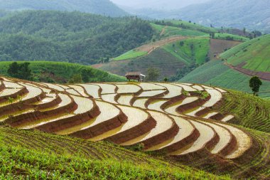 Pa Pong Pieng 'deki Yeşil Teraslı Pirinç Tarlası Mae Chaem, Chiang Mai, Tayland