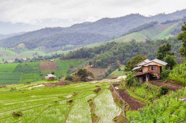 Pa Pong Pieng 'deki Yeşil Teraslı Pirinç Tarlası Mae Chaem, Chiang Mai, Tayland