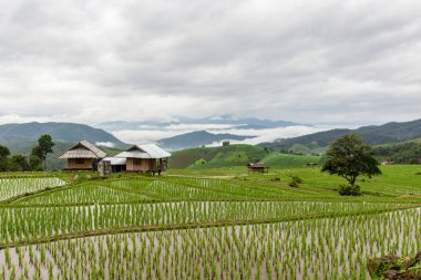 Pa Pong Pieng 'deki Yeşil Teraslı Pirinç Tarlası Mae Chaem, Chiang Mai, Tayland 