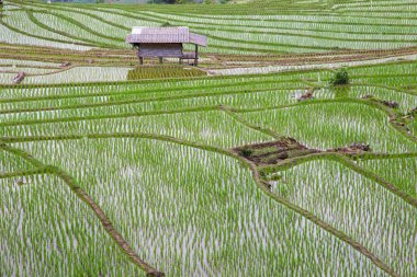 Pa Pong Pieng 'deki Yeşil Teraslı Pirinç Tarlası Mae Chaem, Chiang Mai, Tayland 