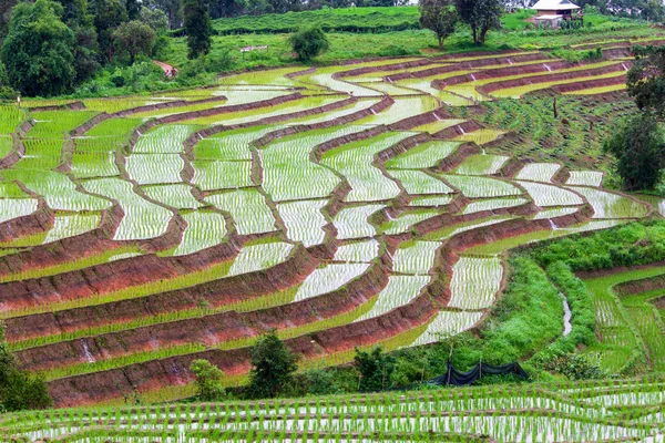 Green Terraced Rice Field Pong Pieng Mae Chaem Chiang Mai — Fotografia de Stock